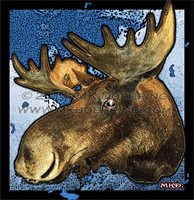 Blue Moose With Watermark